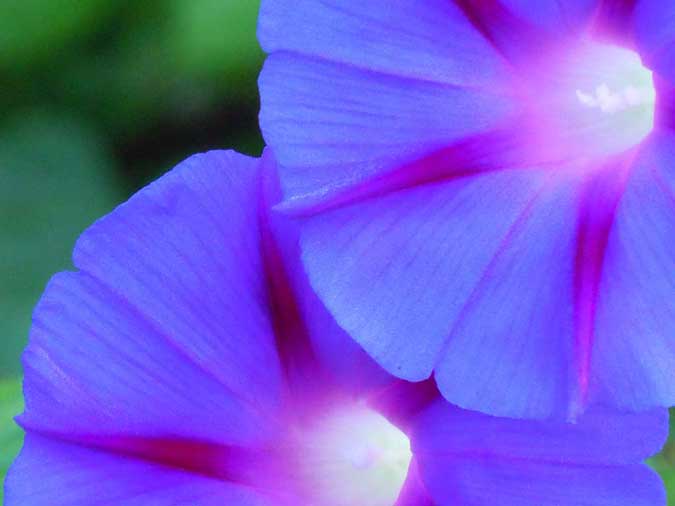 Morning Glories