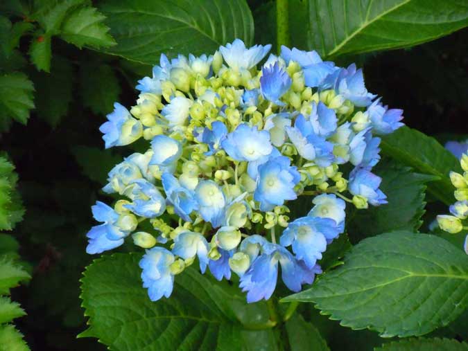 Blue Hydrangea