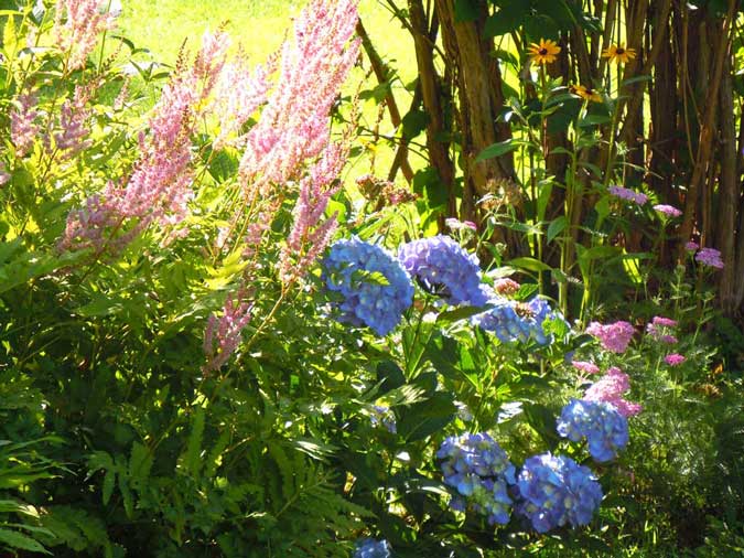Astilbes & Hydrangeas