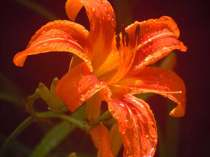 Tiger Lily After Rain