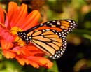 Monarch Butterfly on Zinnia II