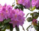 Rhododendron