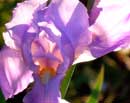Iris Close-Up