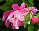 Pink Peony & Bud