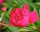 Red Peony