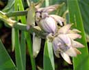 Hosta Flowers