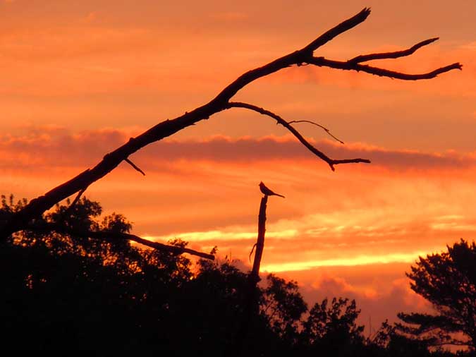 Harbinger on Water Row II