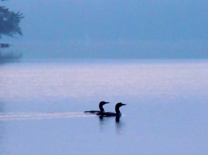 Two Loons on Misty Water