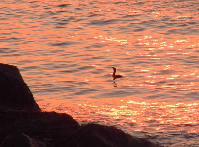 Duck Enjoying Dawn I