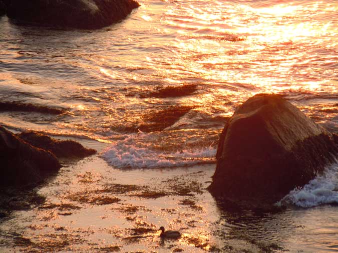 Duck Enjoying Dawn II