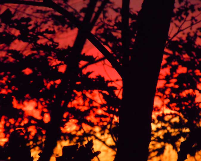 Blazing Sunset with Trees