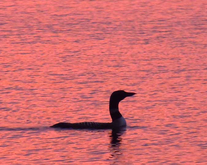Lone Loon