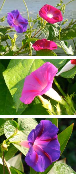 Morning Glories