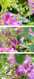 Rhododendron and Smoke Tree