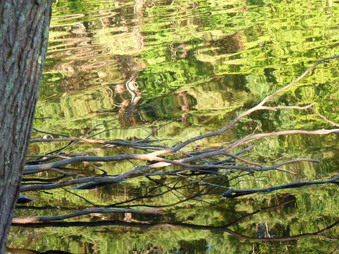 Rippling Green Waters Close-up