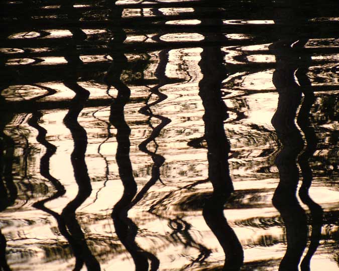 Black & White Pines Reflection III